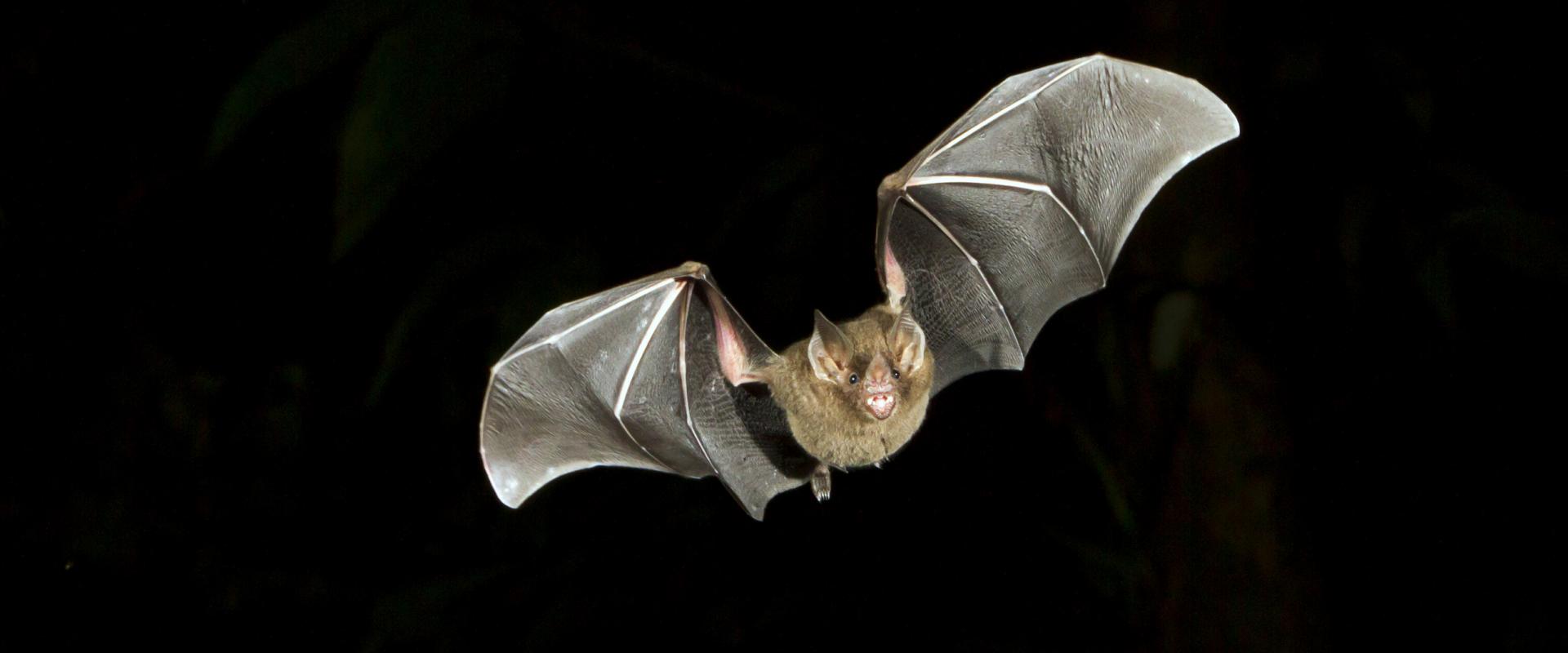 Bat flying against black background