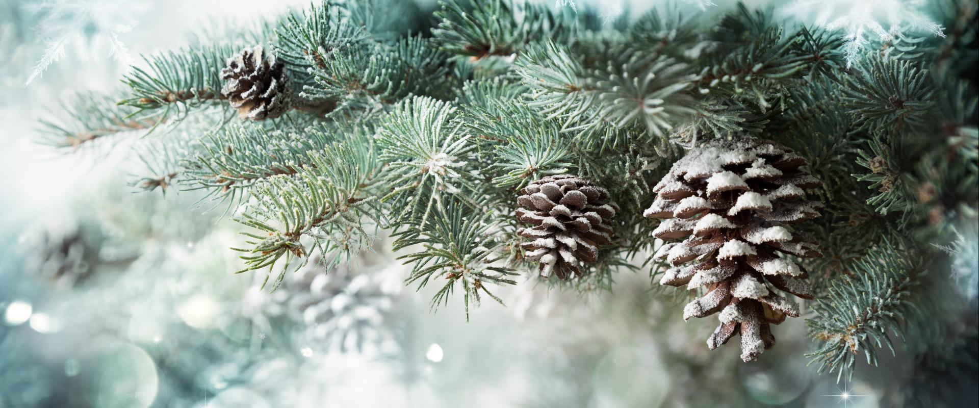 canghennau Nadolig ariannaidd a chonau pinwydd / silvery Christmas branches and pine cones