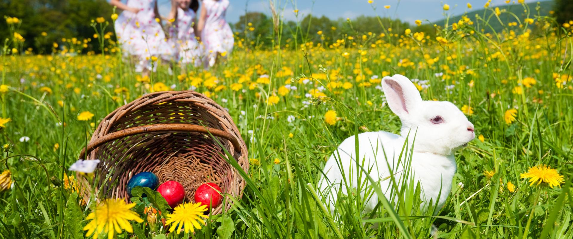 cwningen a basged o wyau Pasg ar laswellt / rabbit and basket of Easter eggs on grass