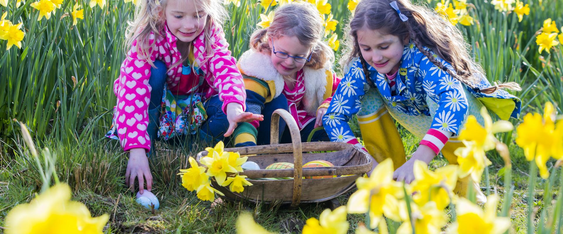 merched gyda basged o wyau Pasg ynghanol cennin Pedr / girls with basket of Easter eggs amid daffodils 