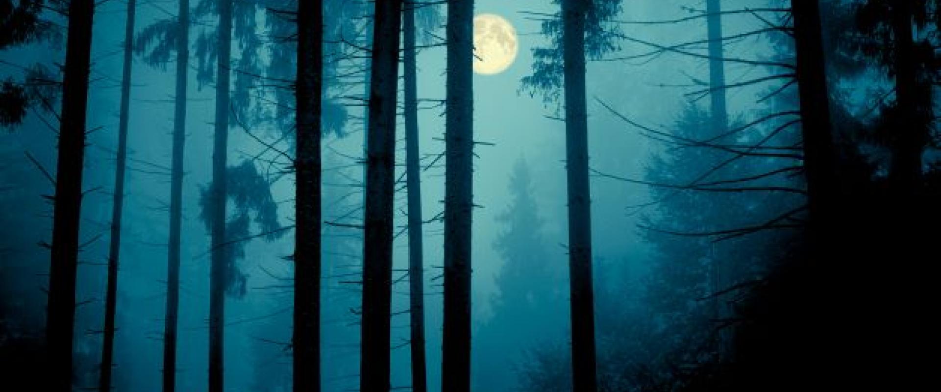 coedwig dywyll gyda lleuad y tu ôl / dark forest with moon behind