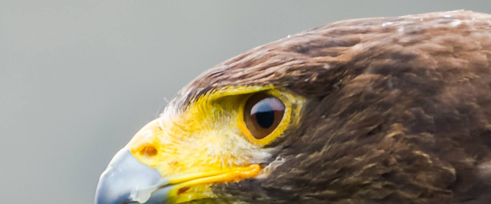 aderyn ysglyfaethus yn agos / bird of prey close-up