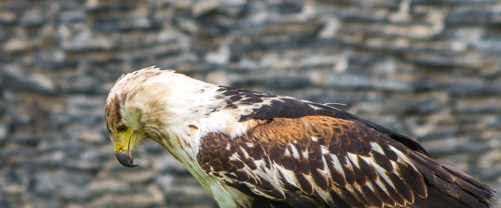 aderyn ysglyfaethus ar focs gwair / bird of prey on grass box