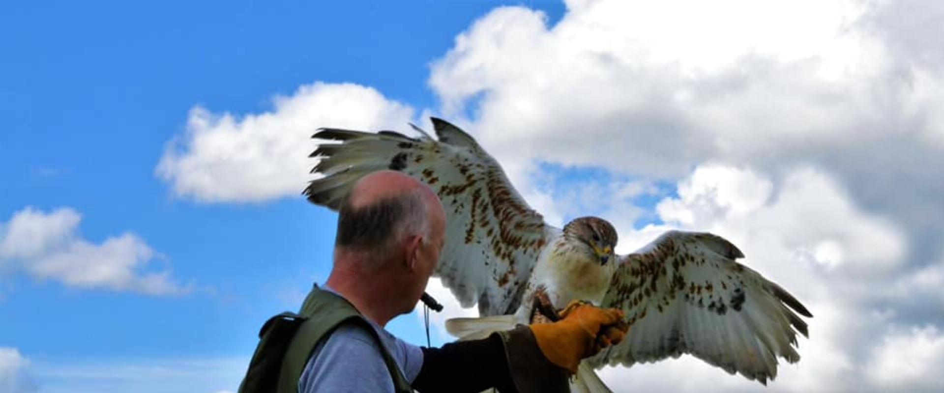 hebog ag aderyn / falconer with bird