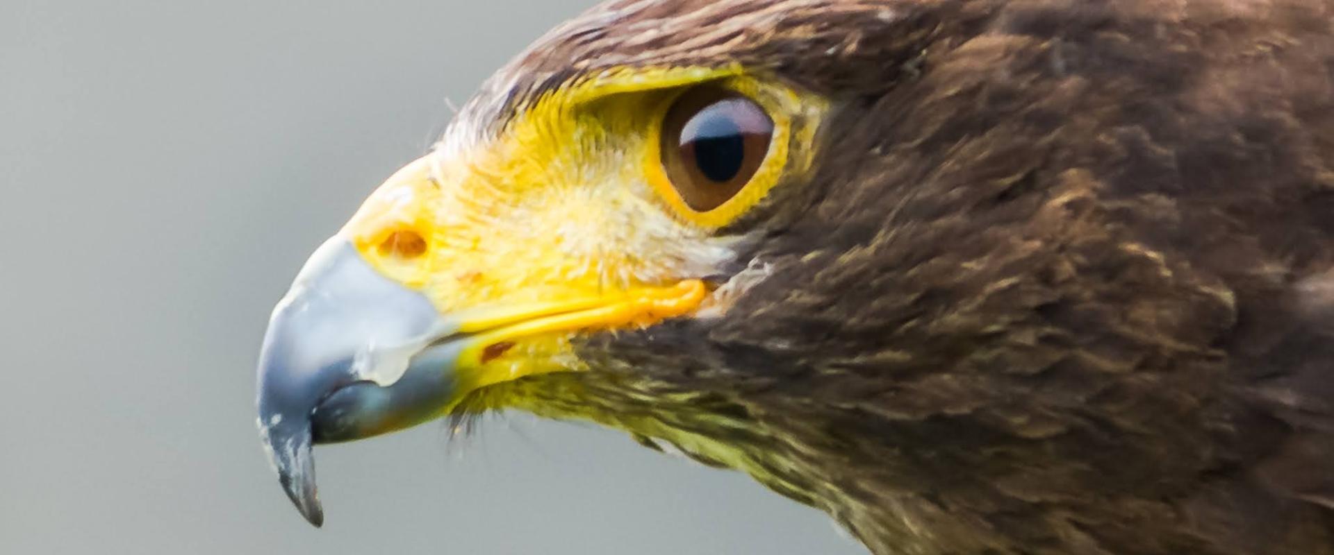 Head of a bird of prey close up