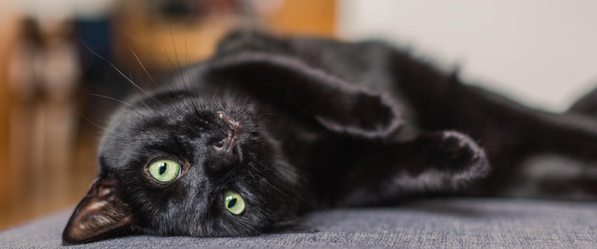 A black cat snuggled on a sofa