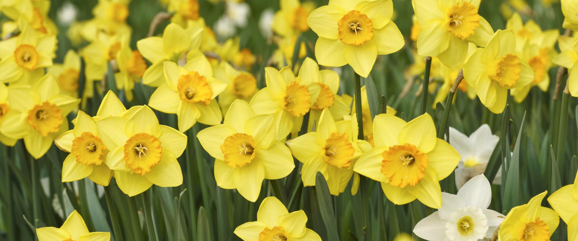 Daffodils