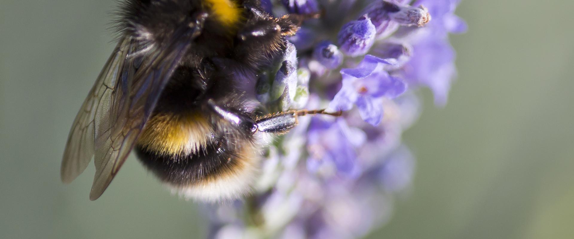 Bee on lavender 