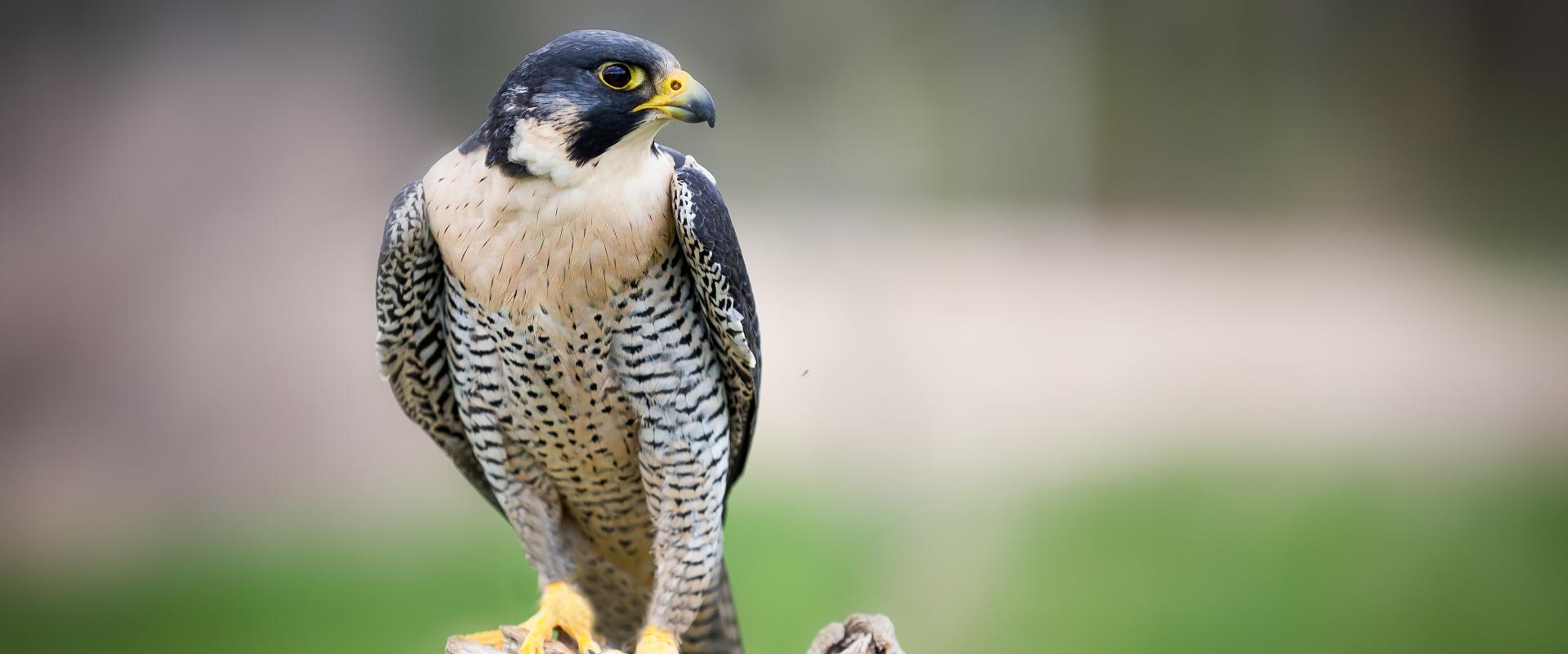 Peregrine Falcon