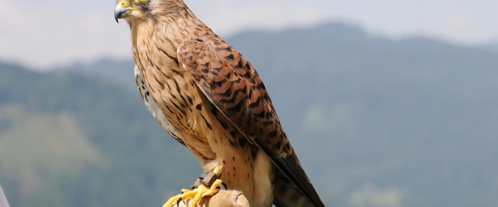 Kestrel on glove