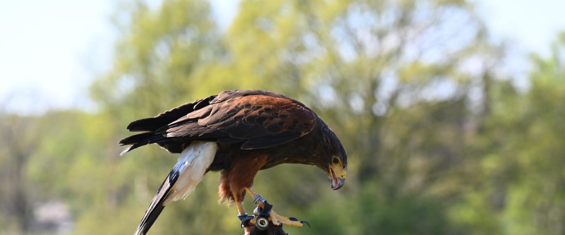 hebog ar faneg / hawk on glove