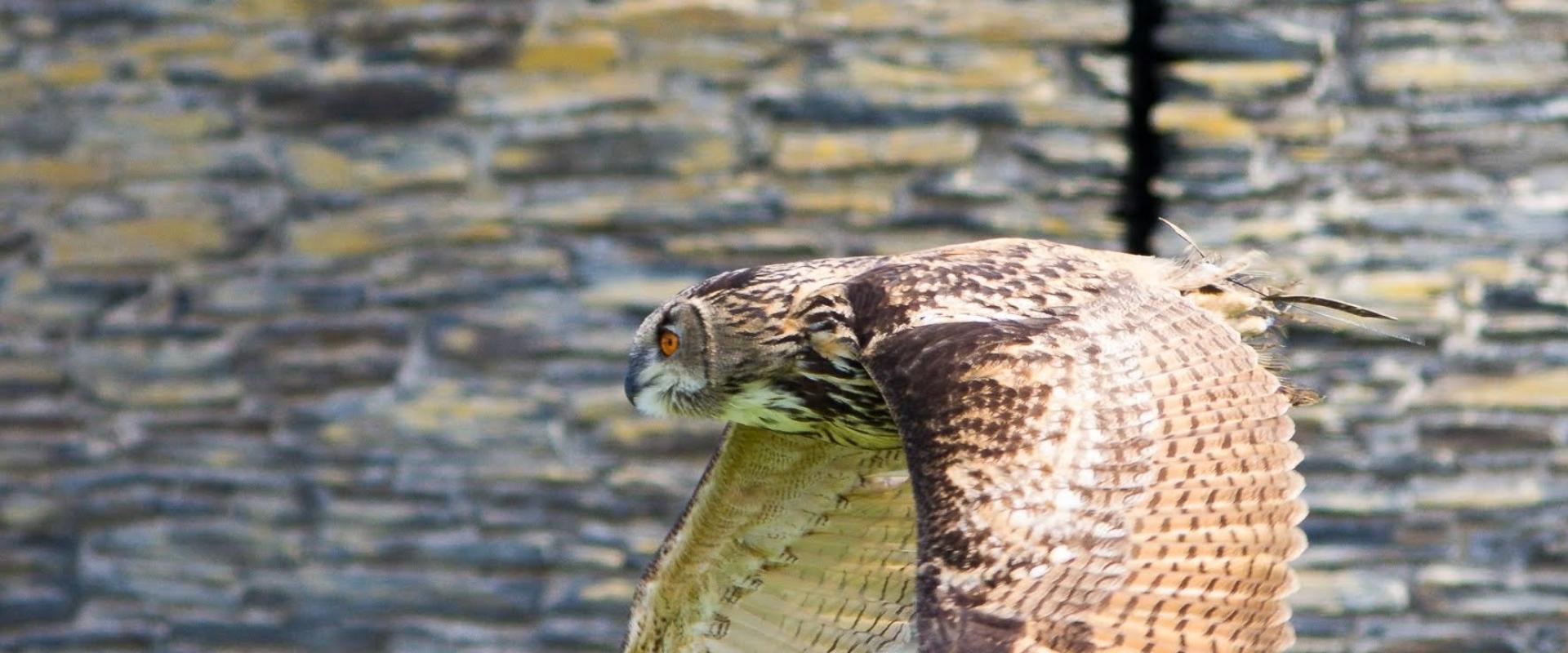 tylluan yn hedfan / owl in flight