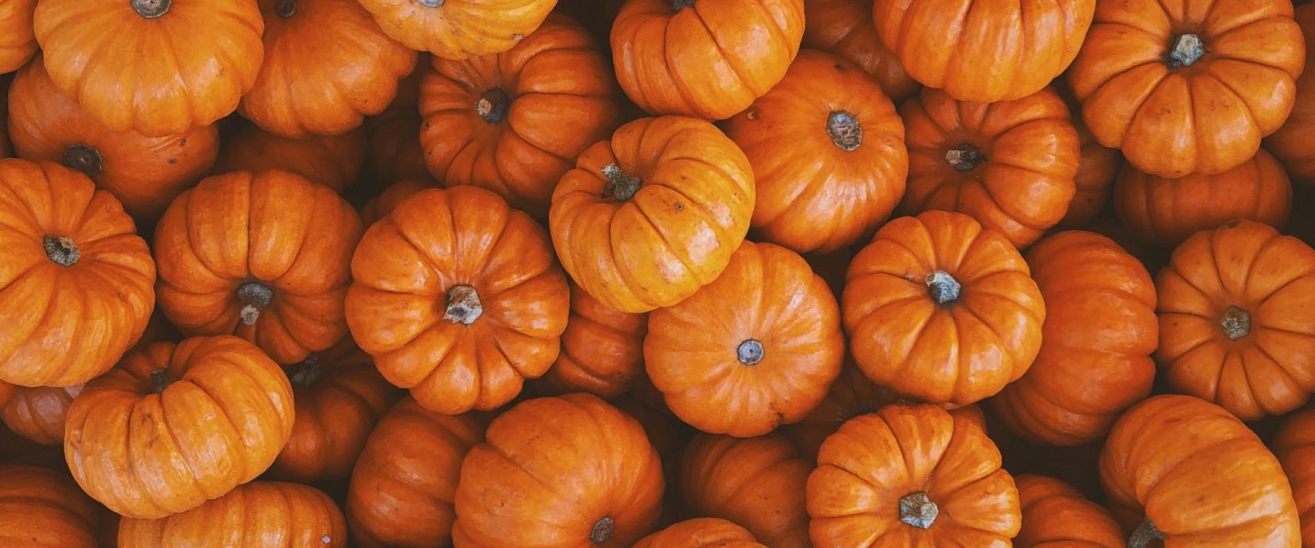 llawer o bwmpenni bach / lots of mini pumpkins