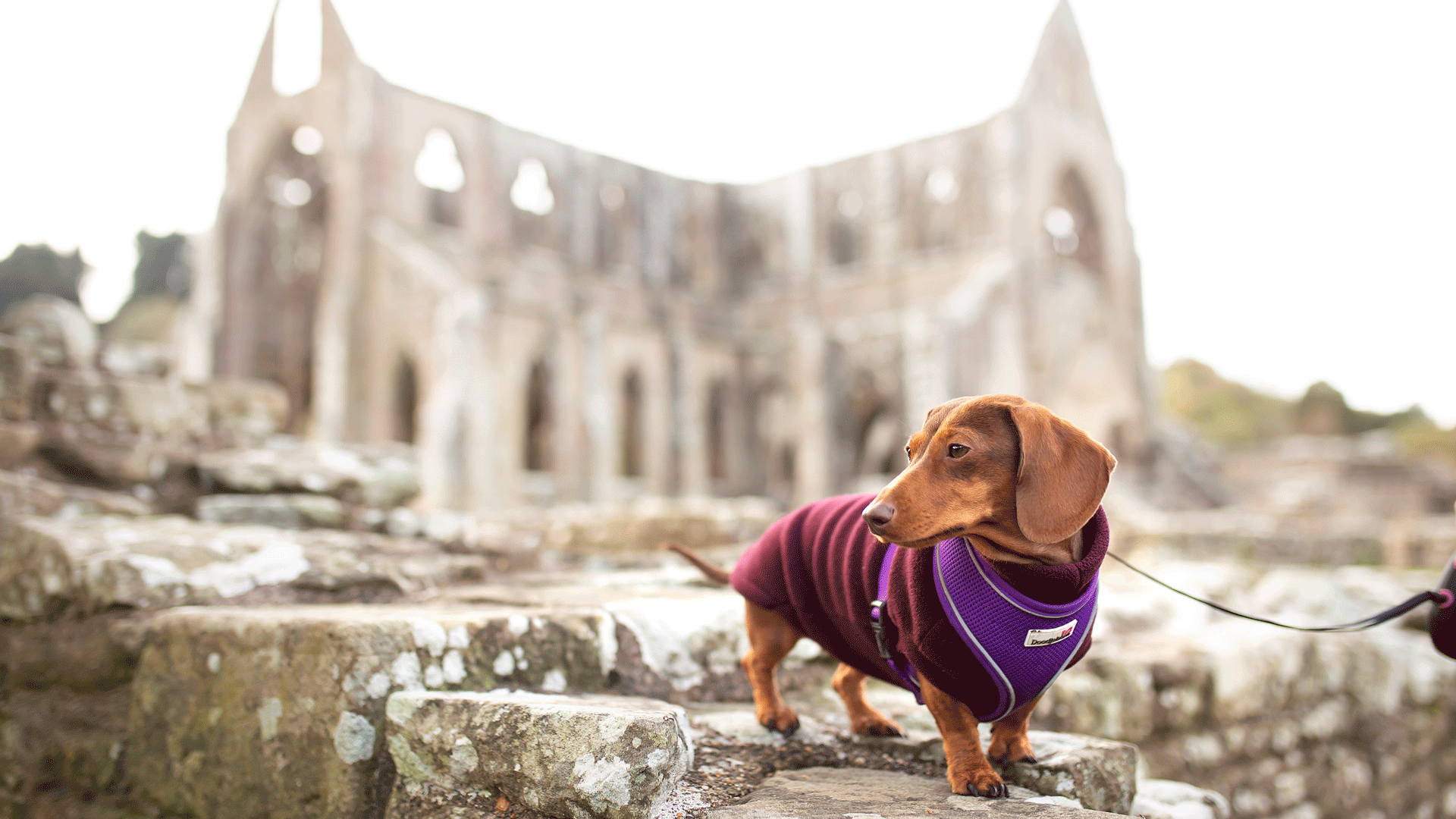 Abaty Glyn y Groes / Valle Crucis Abbey 